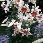 Denis Levesque - @denis.levesque.31 - Instagram
