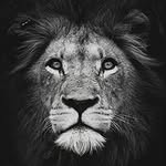 Denis Meyer - @denis.meyer.9277 - Instagram