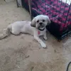 Dennis Meyer - @dennis.meyer3 - TikTok