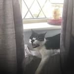 Denis Newman - @denisnewman2960 - Instagram