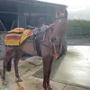 Denis O connor - @denis.o.connor1 - TikTok