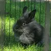 denisoconnor308 - @ilovebunnies7777 - TikTok