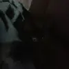 Denis Pitre - @denispitre - TikTok