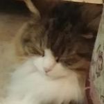 Denis Plante - @denis.plante.1044 - Instagram