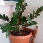 Denis Quintero 🌷🌿 - @denis04_507 - Instagram