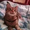 deniseschmidt - @deniseschmidt986 - TikTok