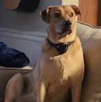 Dennis Shepherd - Facebook