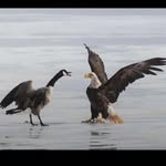 Denis Thibodeau - @boattime_ - Instagram