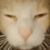 Denis Tran - @denistran03 - TikTok