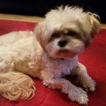 Denise Allan - @denise.allan.5494 - Instagram