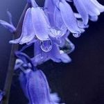 Denise Alston - @alstondenise - Instagram