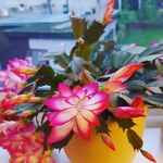 Denise Barton - @bartondenise1950 - Instagram