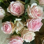 Denise Bernhardt Brackett - @norainezandco - Instagram