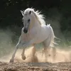 Denise Bernhardt  - @dxnisx.2008 - TikTok