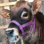 Denise Bertram Michael - @yesterday_way_farm - Instagram