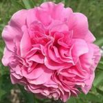Denise Bliss - @noblesvillepeonyfarm - Instagram