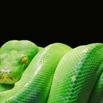 Denise T. Boring - @python30303 - Instagram