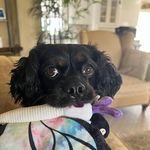 Denise Boschetti-Iannarelli - @deniseiannarelli - Instagram