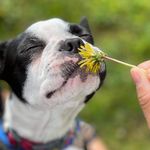 Denise - @denisebostonterrier - Instagram