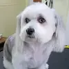 denisedeeraebothwellcann - @denisedeeraebothwellcann - TikTok
