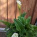 Denise Bell-Bottomley - Facebook