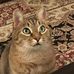 Denise Bottomley - Facebook
