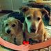 Denise Bourassa - Facebook