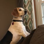 Denise Bourassa Hoegen - @howls_and_purrs - Instagram