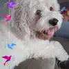 Denise Lambert Bowerman - @denise.lambert.bo - TikTok
