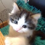 Denise Bowie - @deejam100 - Instagram