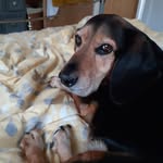 Denise Bowler - @denisekbowler - Instagram