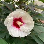 DeCe McDermit - @denise_bowser - Instagram