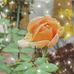 Denise Bray - Facebook