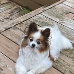 Denise Brill - @dbrill67 - Instagram