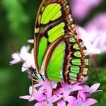 Denise Brumbaugh - @mommyb2006 - Instagram