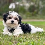 Denise Brumbaugh - @chgirl64 - Instagram
