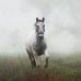Denise Busse - Facebook