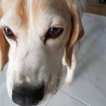Denise chow - @denisec028 - Instagram