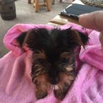 Denise A Coker - @dac3048 - Instagram