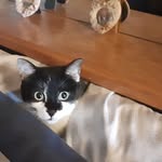 Denise Consiglio - @consiglio_denise - Instagram