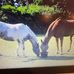 Denise Cook - Facebook
