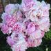 Denise Corbin - Facebook
