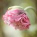 Denise Craft - Facebook