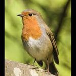 Denise Cross - @dencrosscomps - Instagram