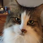 Denise Cummins - @despunked - Instagram