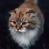 Denise Cummins - @randumb01 - TikTok