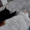 denisedarnell66 - @denisedarnell66 - TikTok