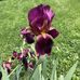 Denise Dowell - Facebook