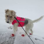 Denise Dufour - @lucyfoxterrier - Instagram