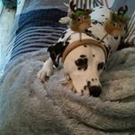 Denise Dula-Newcomb - @dulanewcomb - Instagram